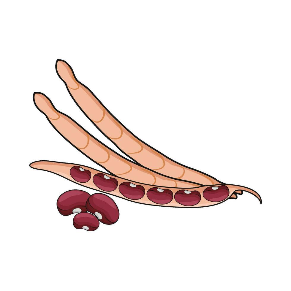 illustration of red bean vector