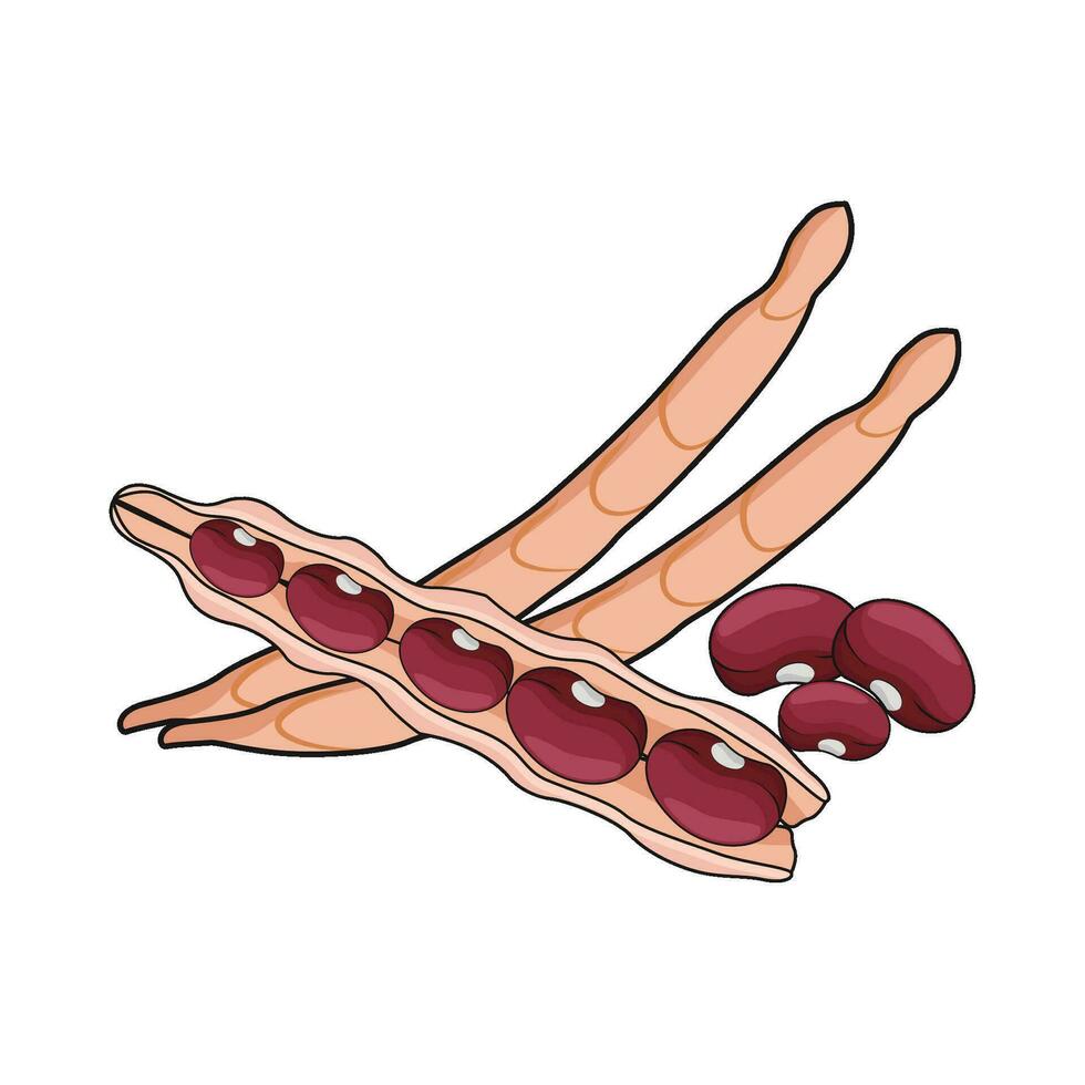 illustration of red bean vector