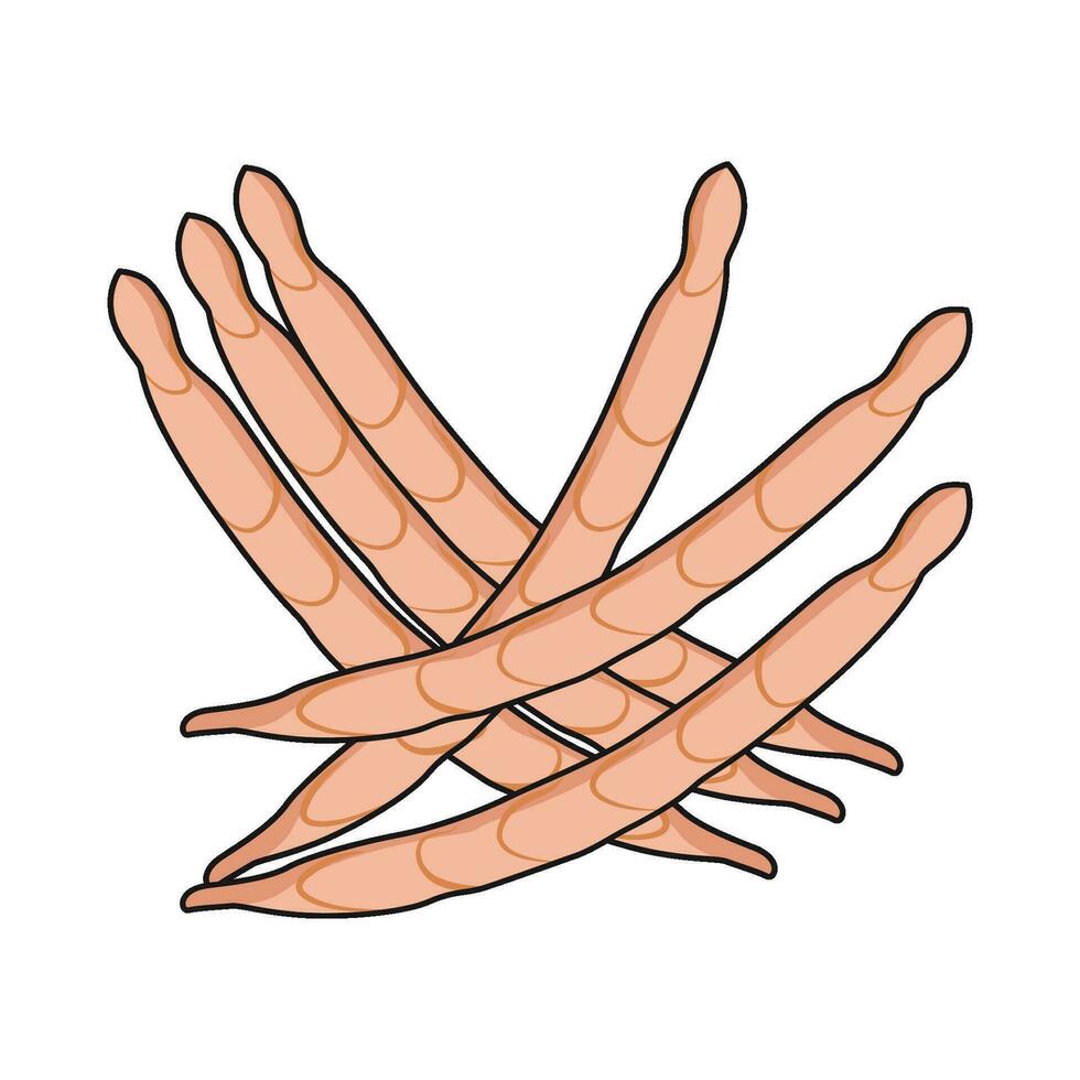 illustration of red bean vector