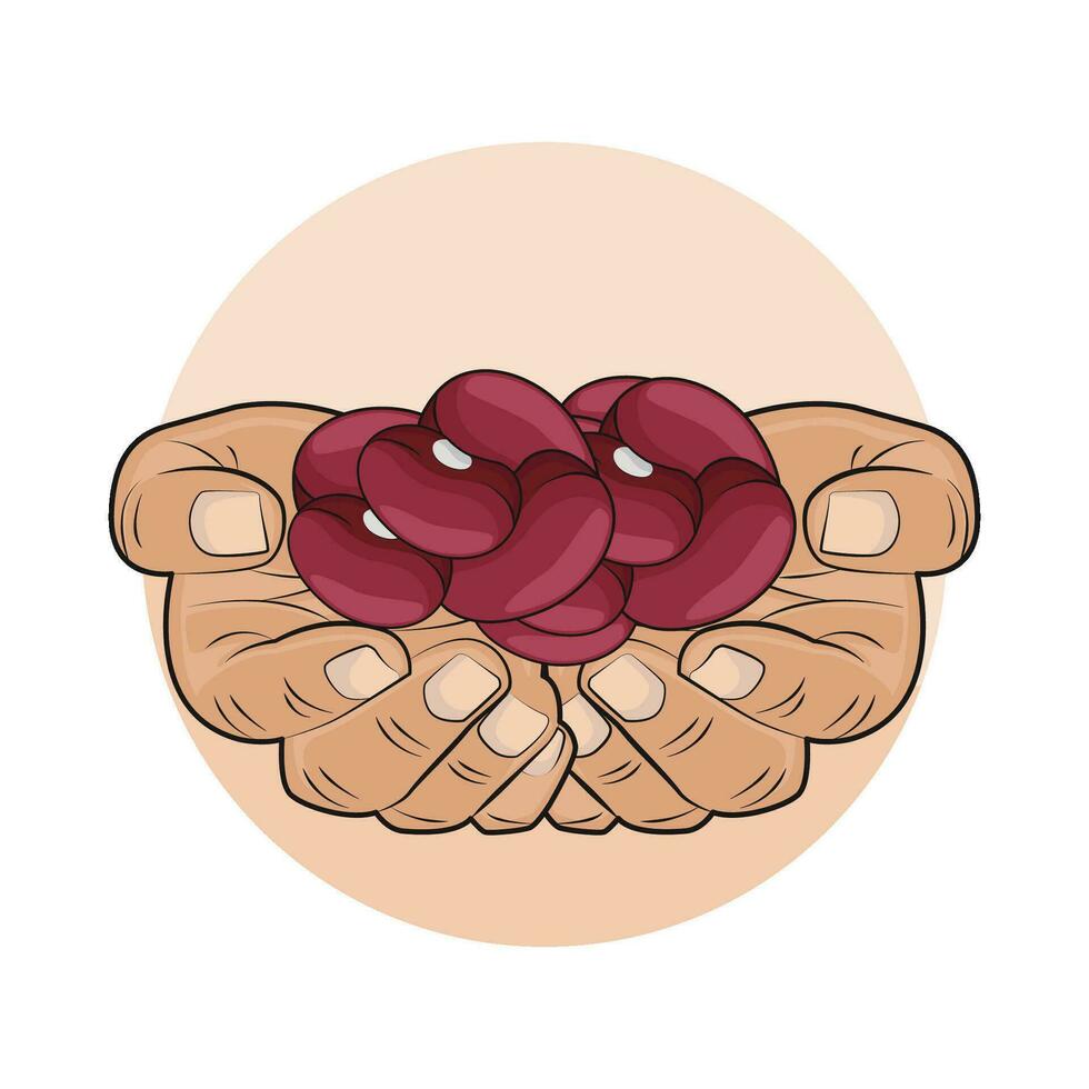 illustration of red bean vector