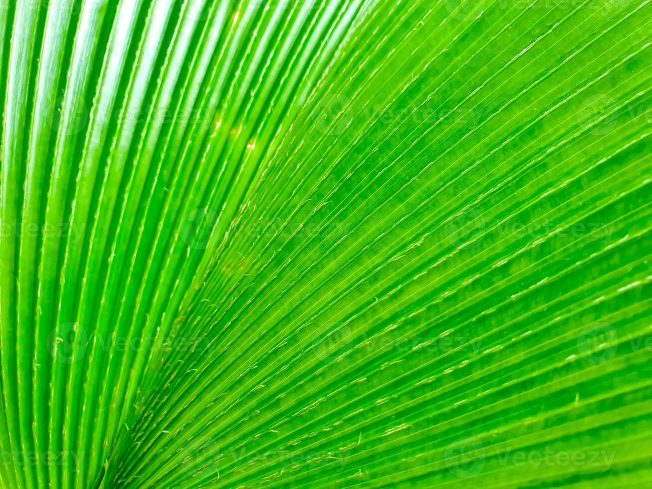 Closeup and crop of green palm leaf  texture and background. photo