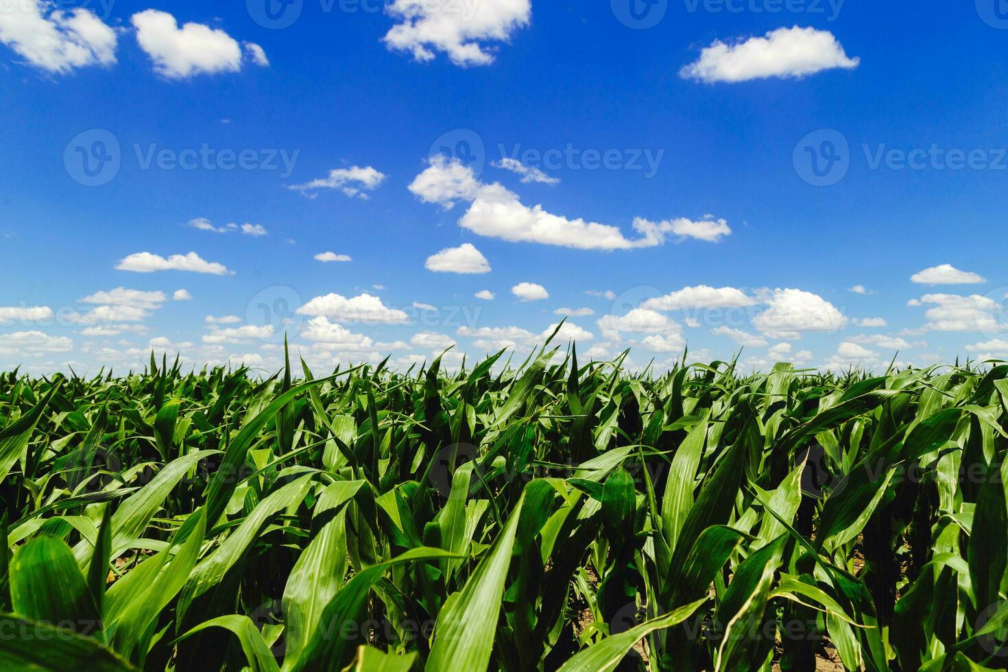 Land of a green corn farm with a blue sky. Agricultural region of the Argentine pampas. Fields cultivated with corn. Close up view. photo