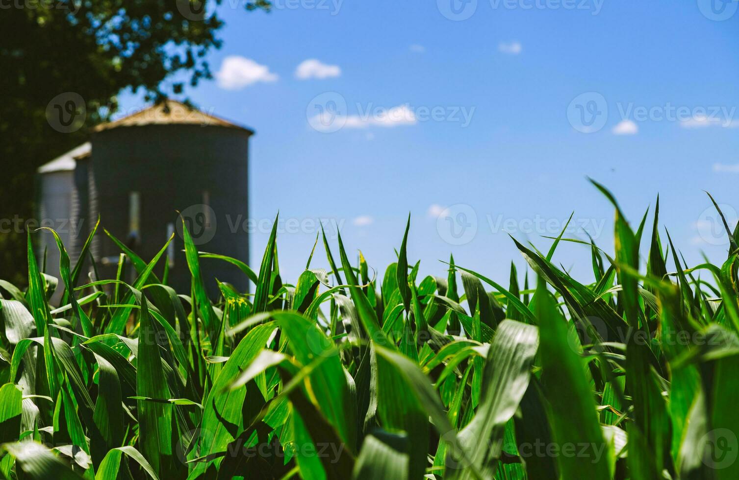 Land of a green corn farm with silos at background. Agricultural region of the Argentine pampas. Fields cultivated with corn. Close up view. photo