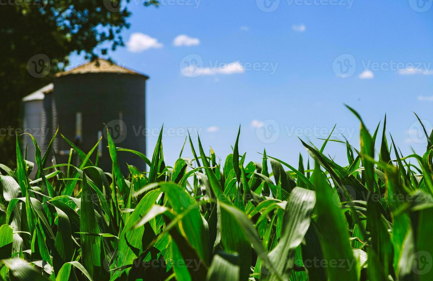 tierra de un verde maíz granja con silos a antecedentes. agrícola región de el argentino pampa. campos cultivado con maíz. cerca arriba vista. foto