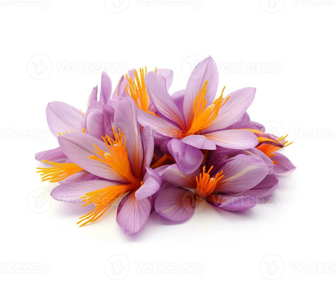 Ripe saffron flowers on a white background. photo