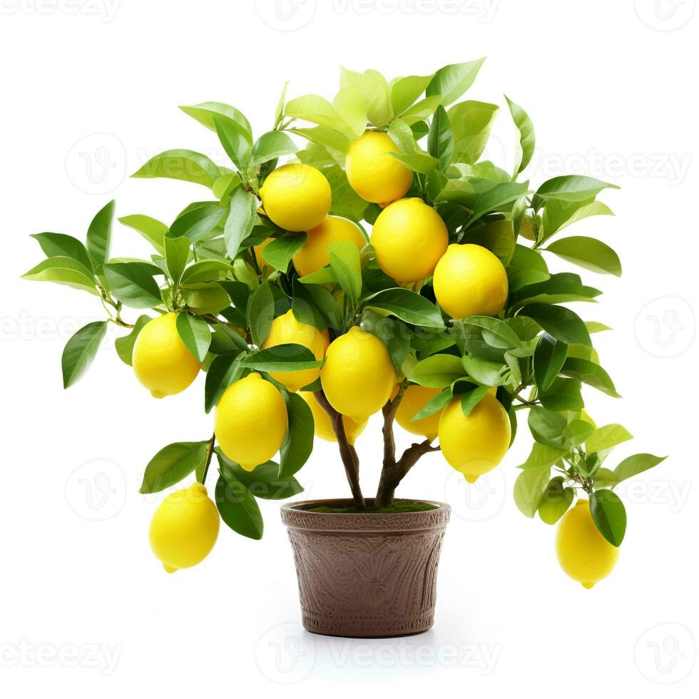 A bush with lemon fruits in a pot photo