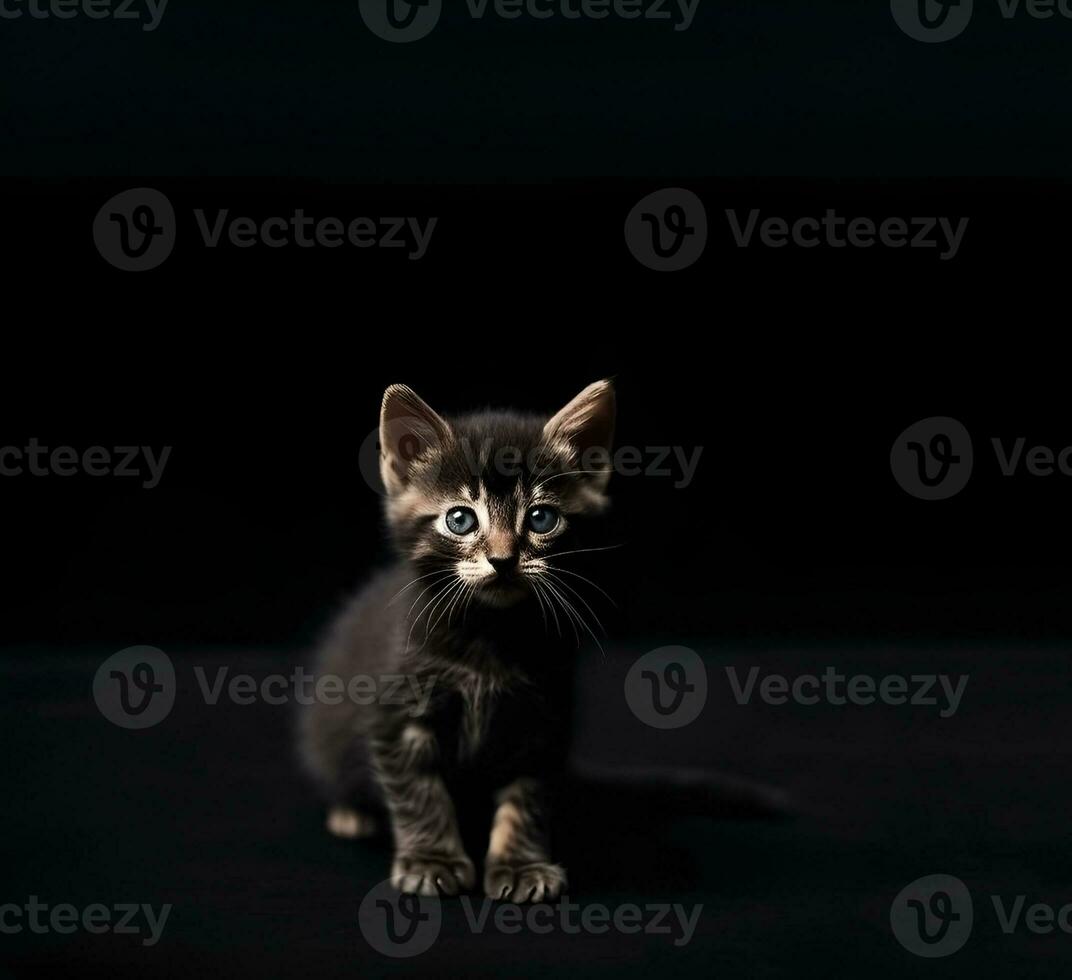 AI generated The kitten looks up on a black background. photo