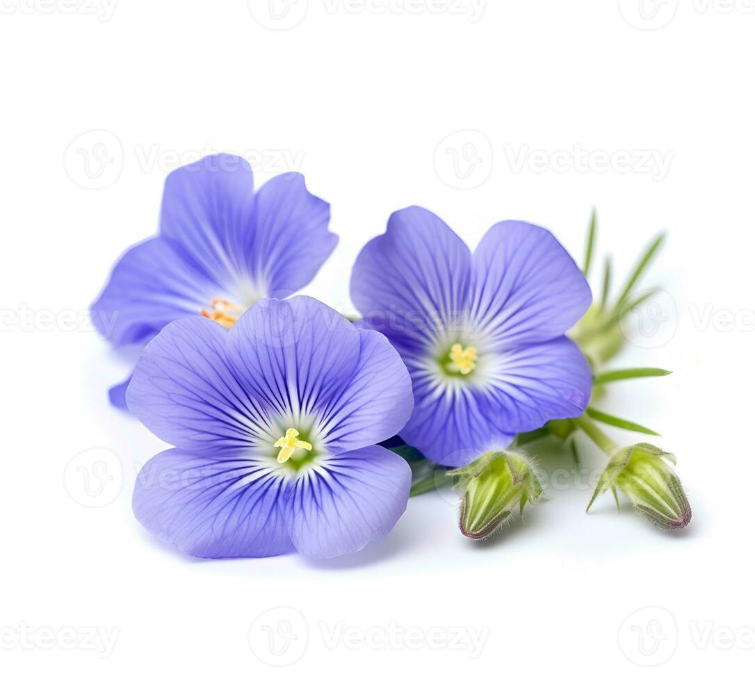 AI generated Flax seed and flax flowers closeup on white backgrounds photo