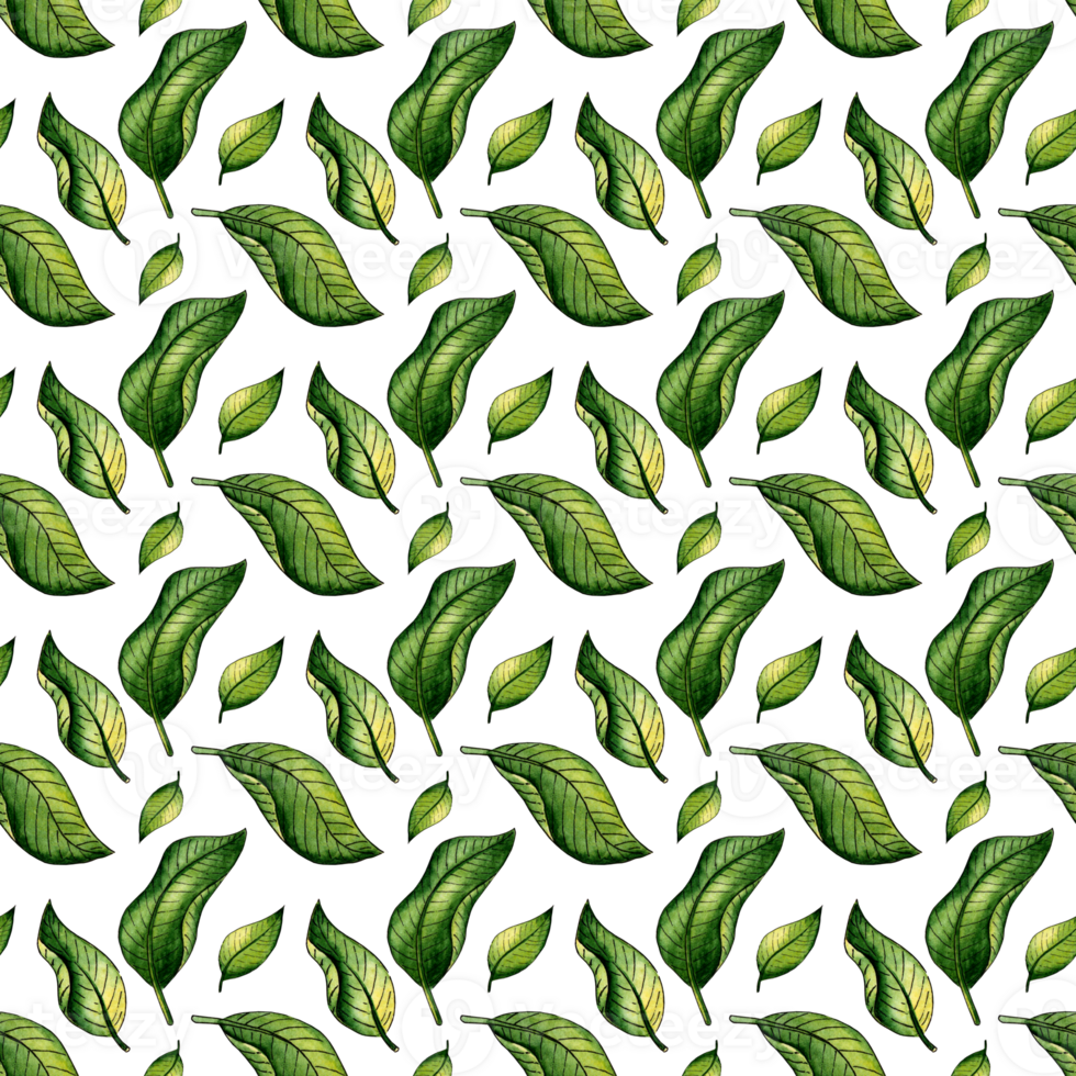 Watercolor illustration of a pattern of green leaves from a tree. Agriculture, eco friendly, organic farm. For the design of design compositions on the theme of tourism, hiking,  outdoor recreation. png