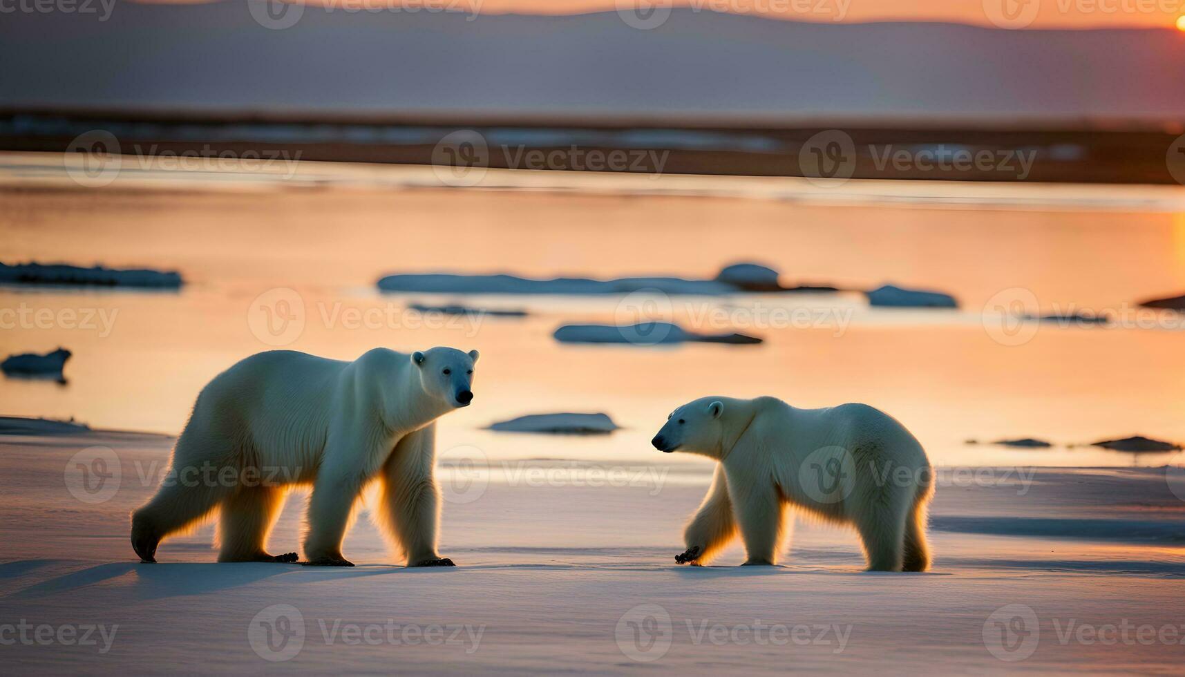 AI generated two polar bears walking on the beach at sunset photo