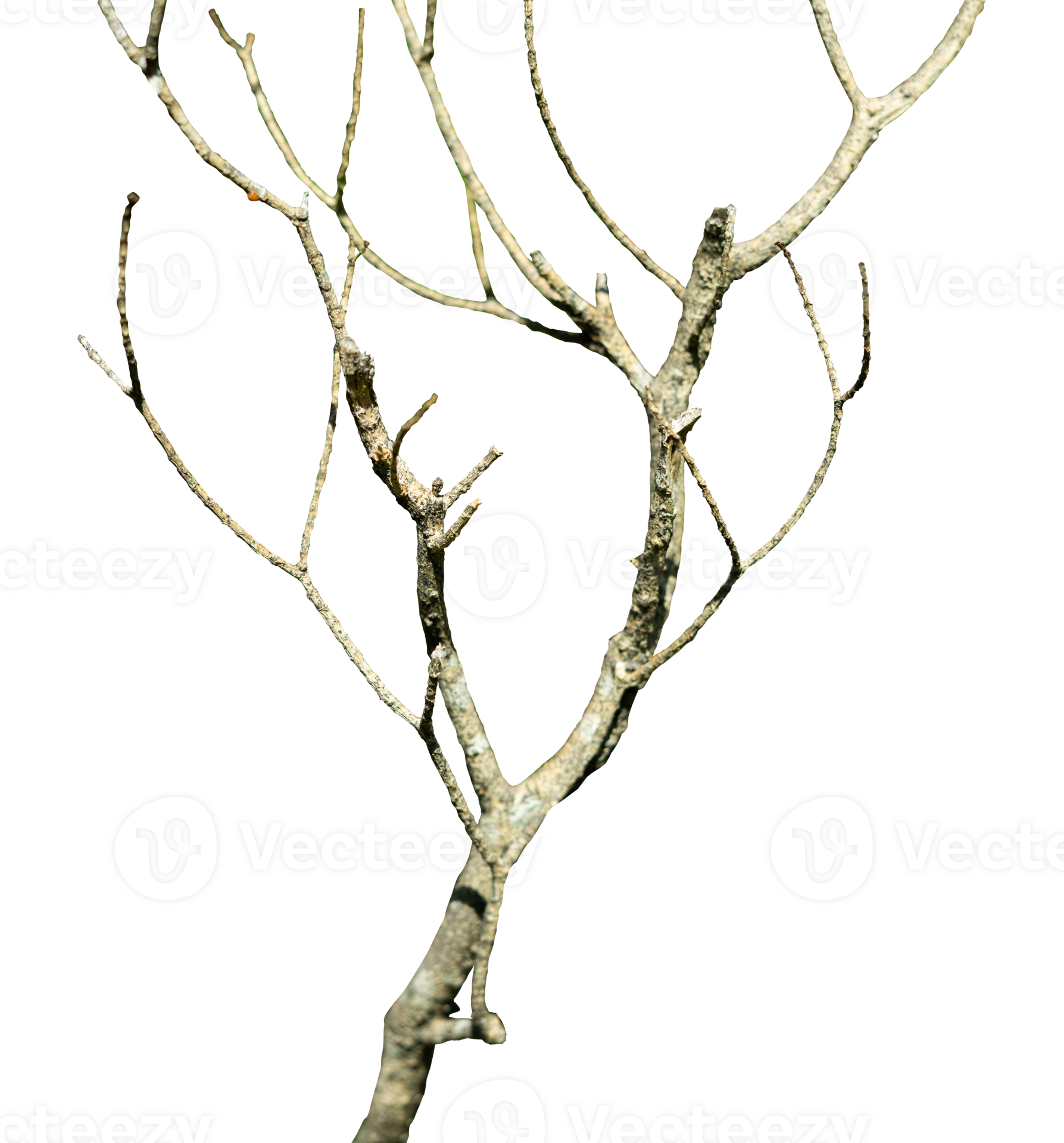 branches of a tree isolated 36555356 PNG