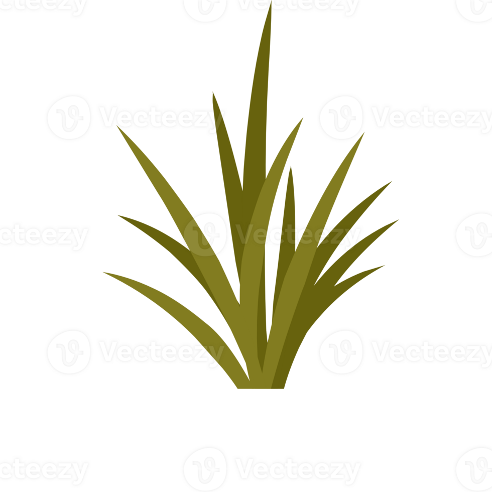 Green Grasses For Decorations png