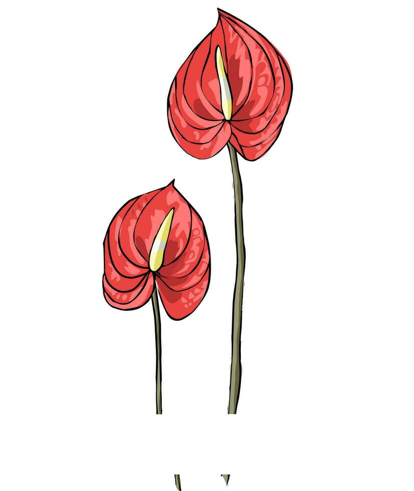 illustration of a beautiful red anthurium flower on a white background vector