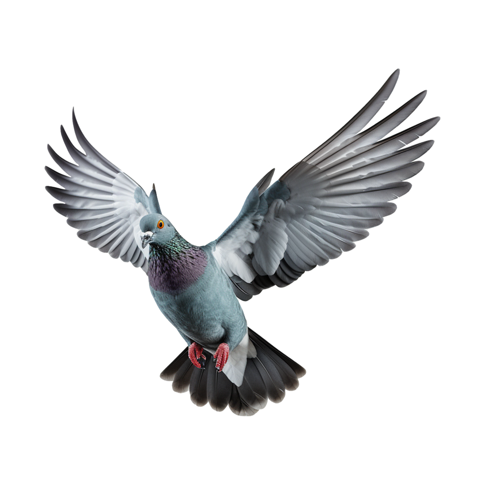 AI generated Flying pigeon isolated on transparent background png