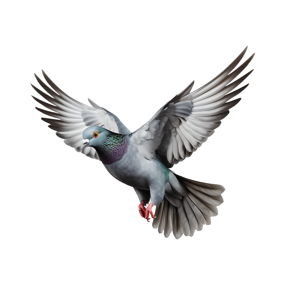 AI generated Flying pigeon isolated on transparent background png