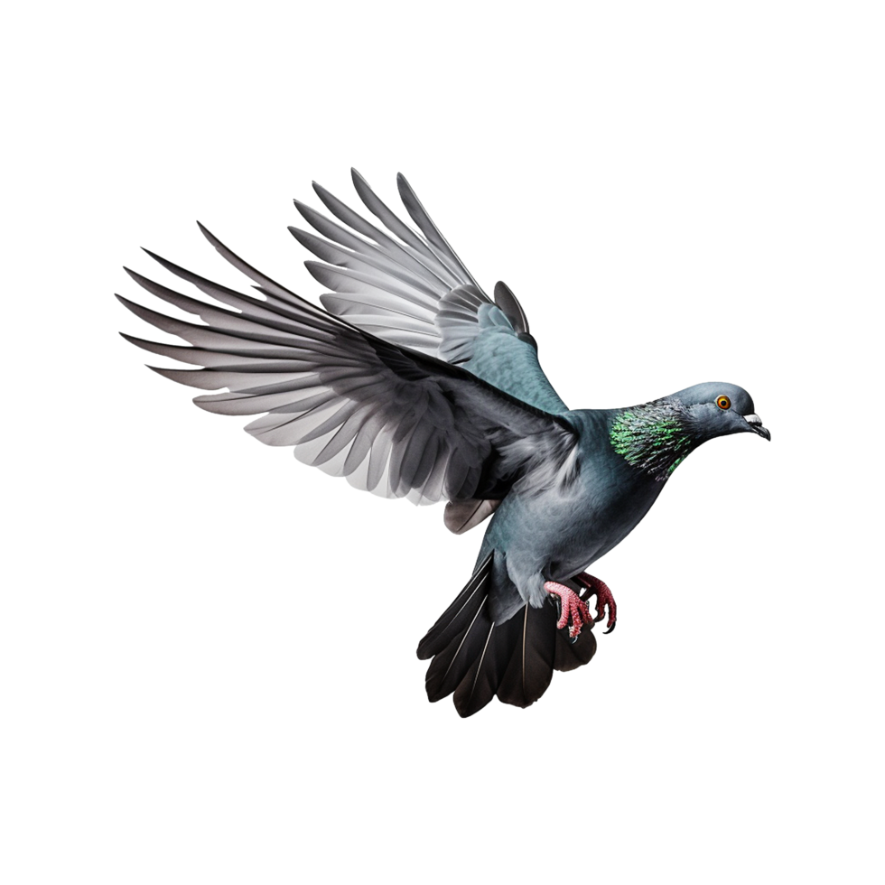 AI generated Flying pigeon isolated on transparent background png