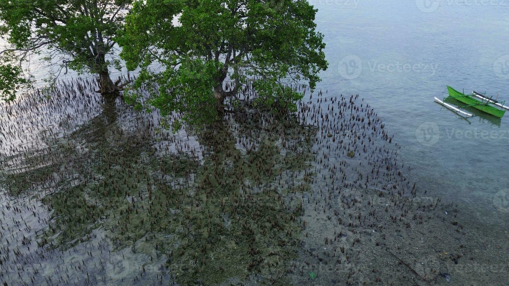 Aerial View of a Mangrove Tree on the Beach photo