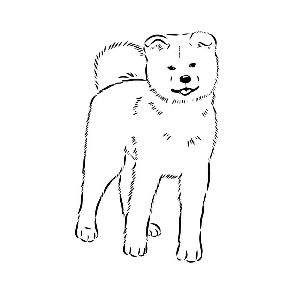 Akita inu dog vector sketch