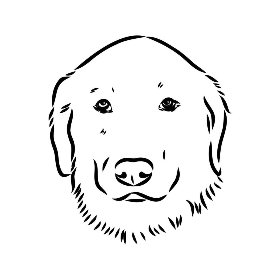 Akbash the dog vector sketch