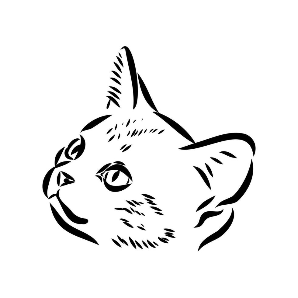 bosquejo del vector del gato