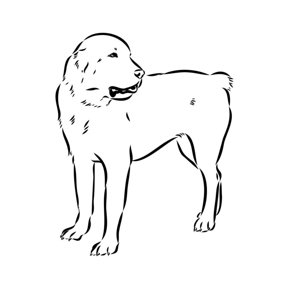 Akbash the dog vector sketch