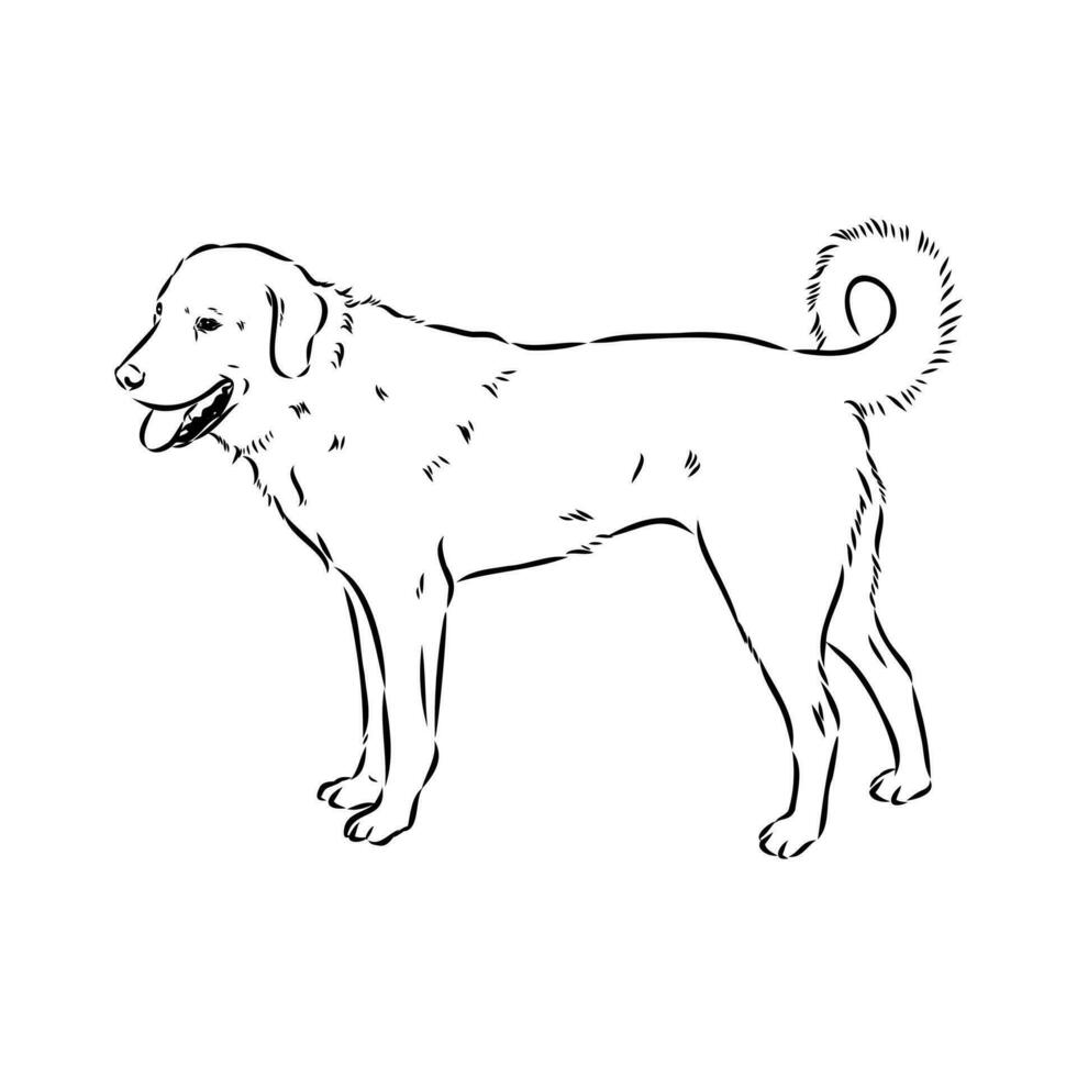 Akbash the dog vector sketch