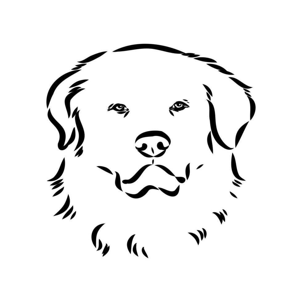 Akbash the dog vector sketch