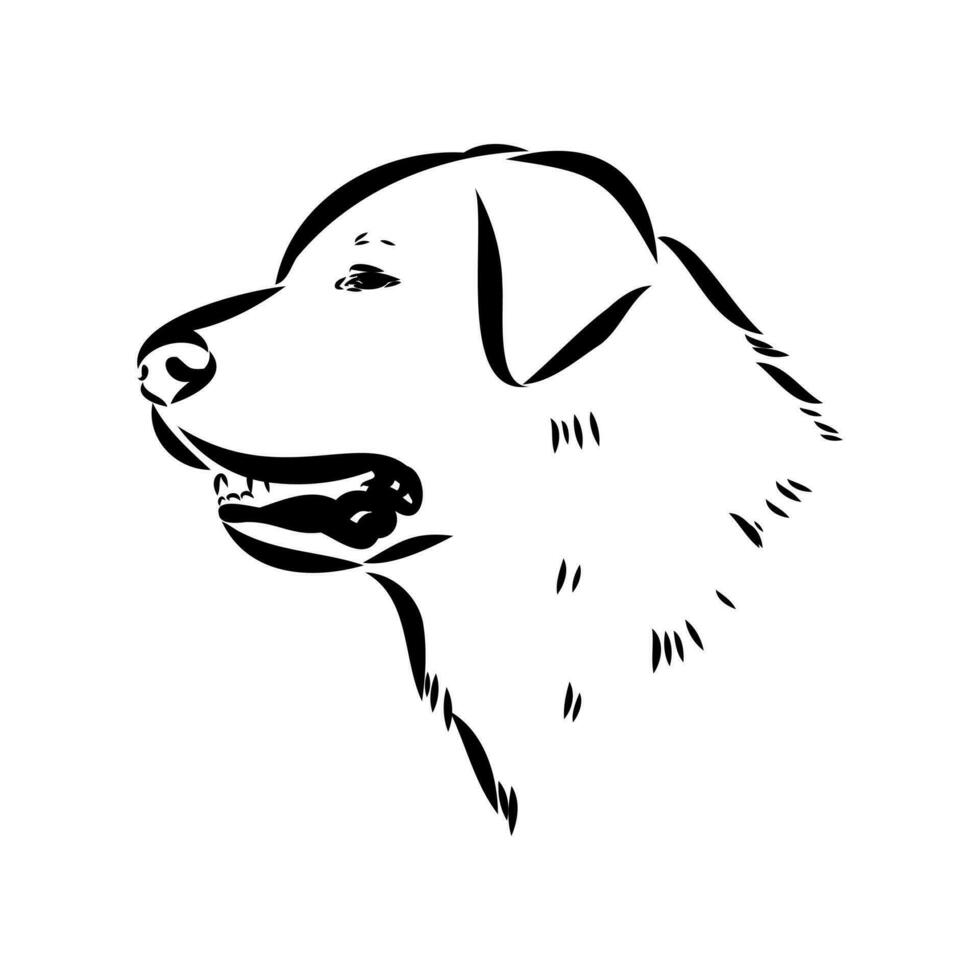 Akbash the dog vector sketch