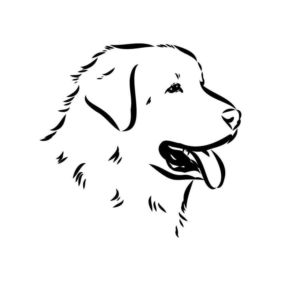 Akbash the dog vector sketch