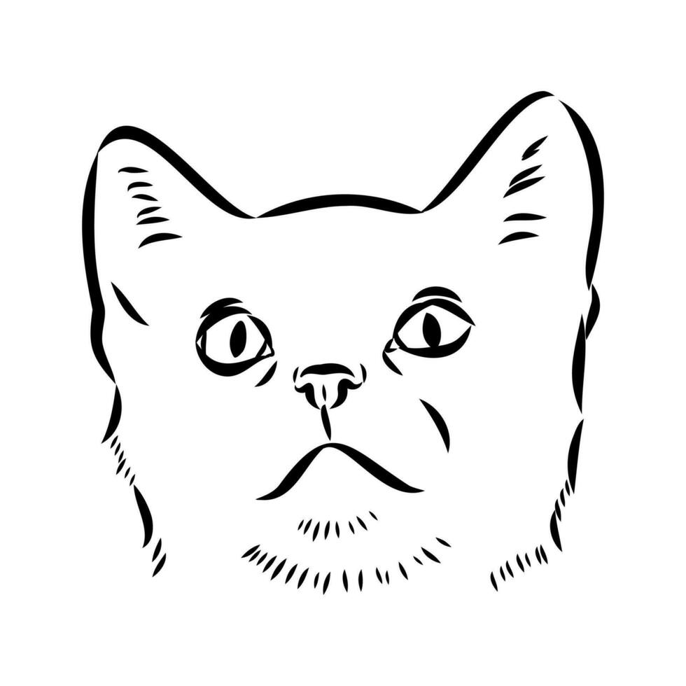 cat vector sketch