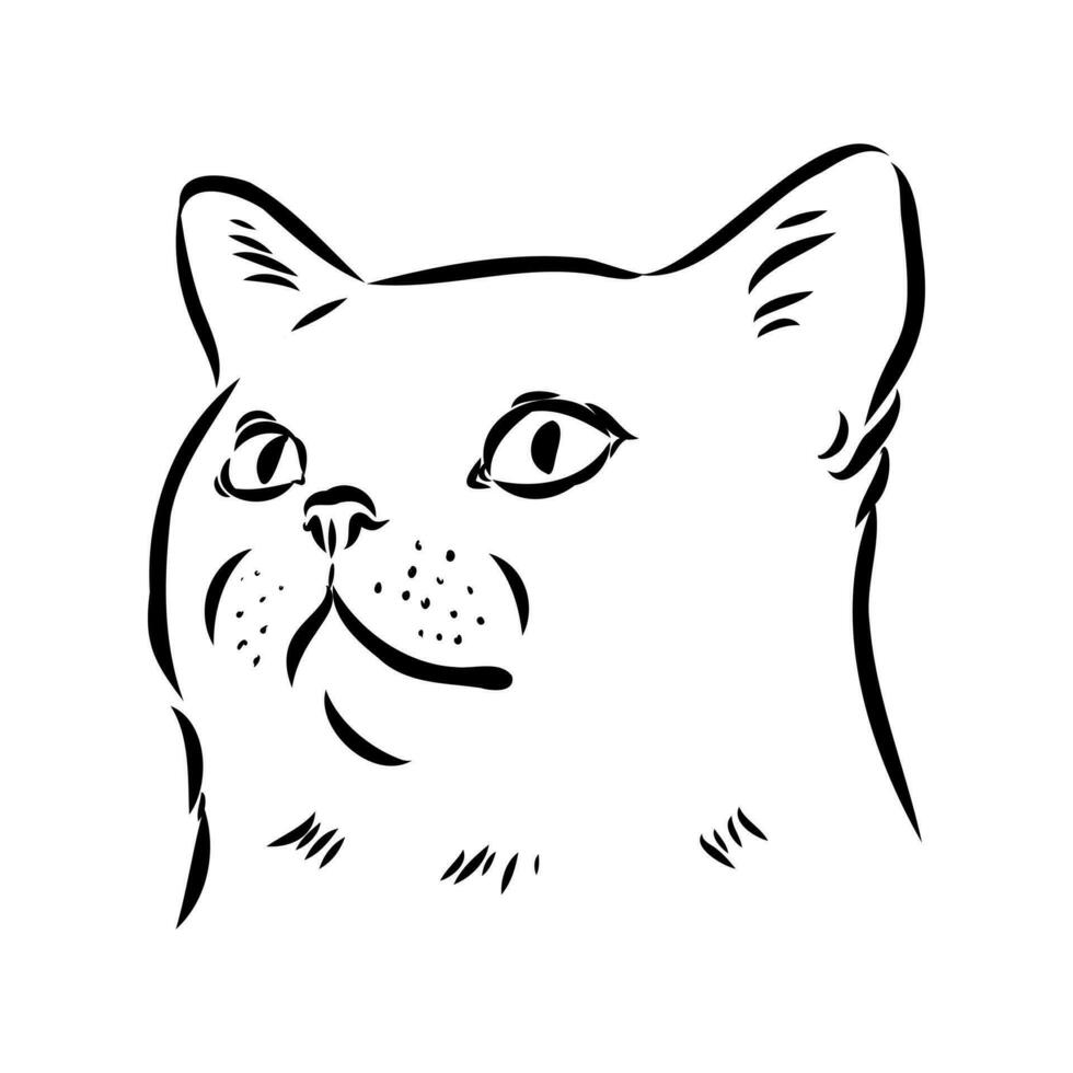 cat vector sketch