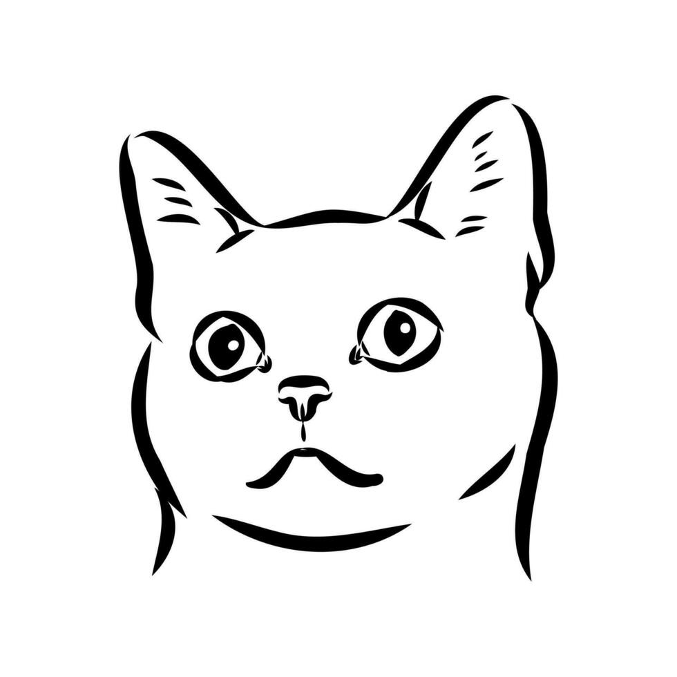 cat vector sketch