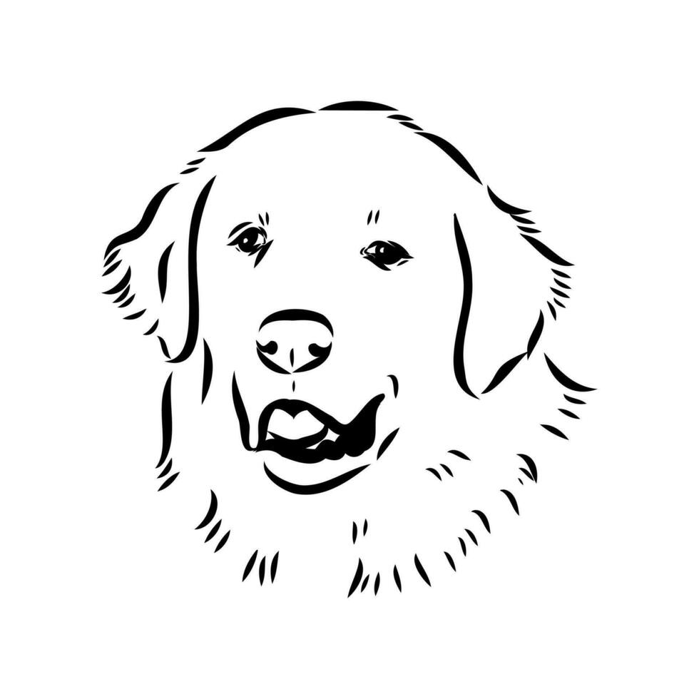 Akbash the dog vector sketch