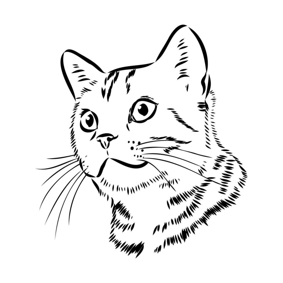 bosquejo del vector del gato