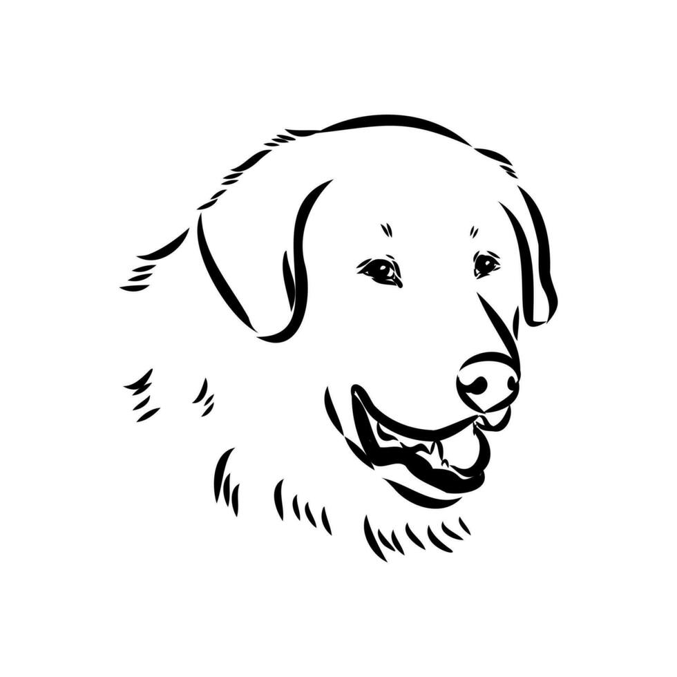 Akbash the dog vector sketch