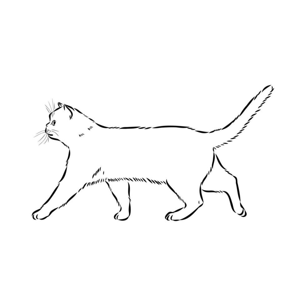 cat vector sketch