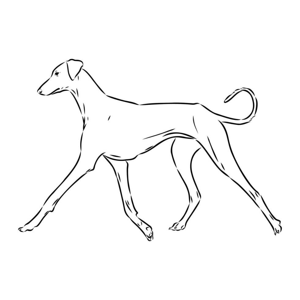 Greyhound azawak vector sketch