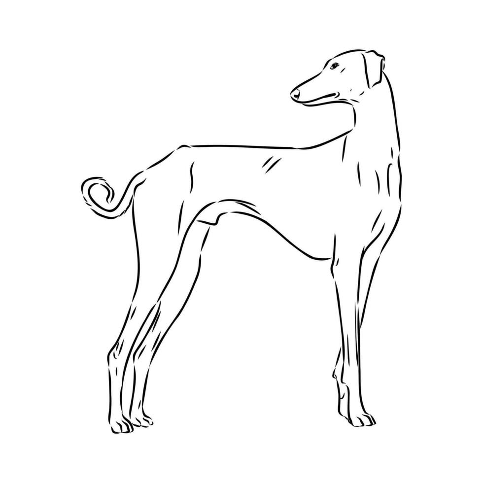 Greyhound azawak vector sketch