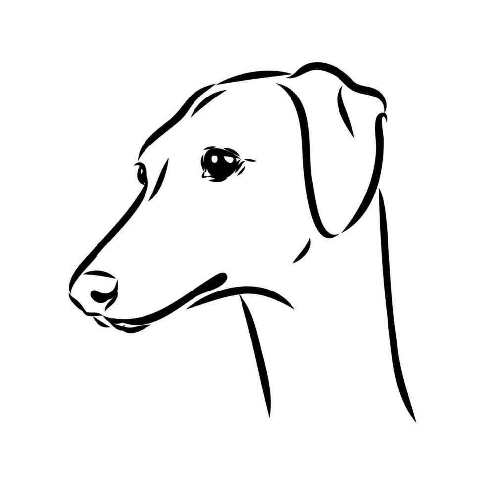 Greyhound azawak vector sketch