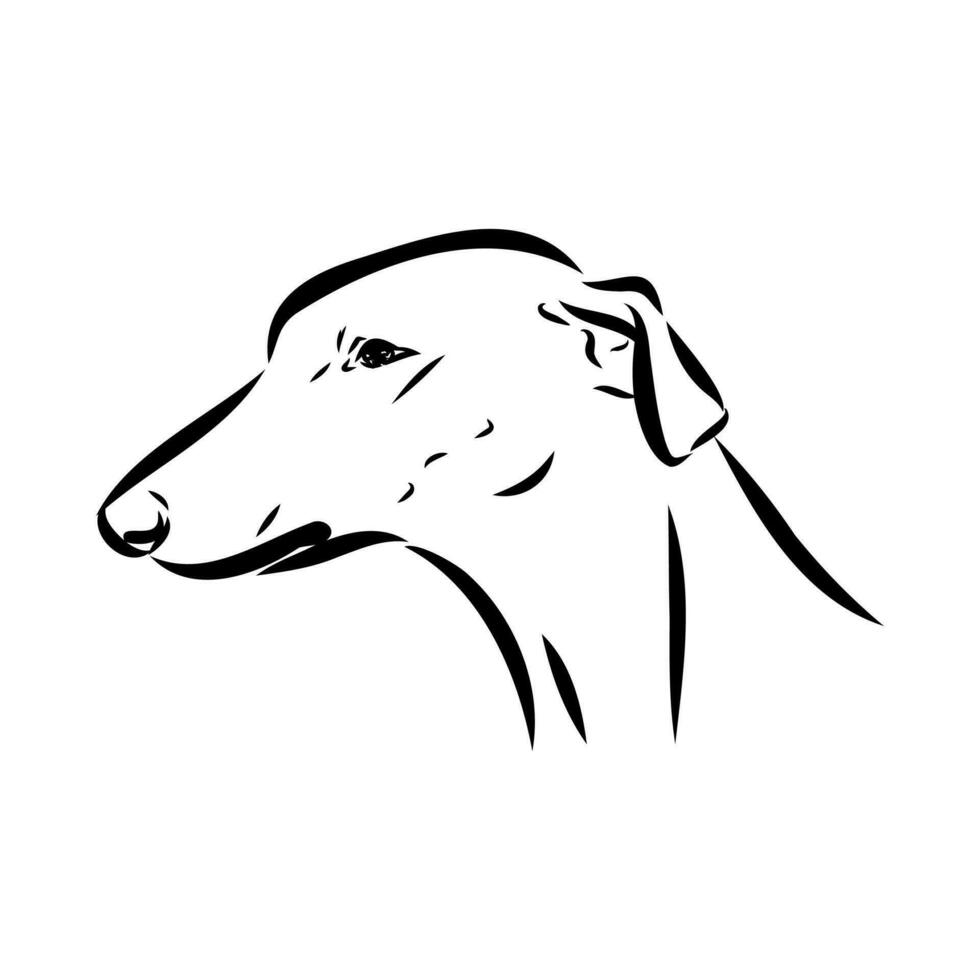 Greyhound azawak vector sketch
