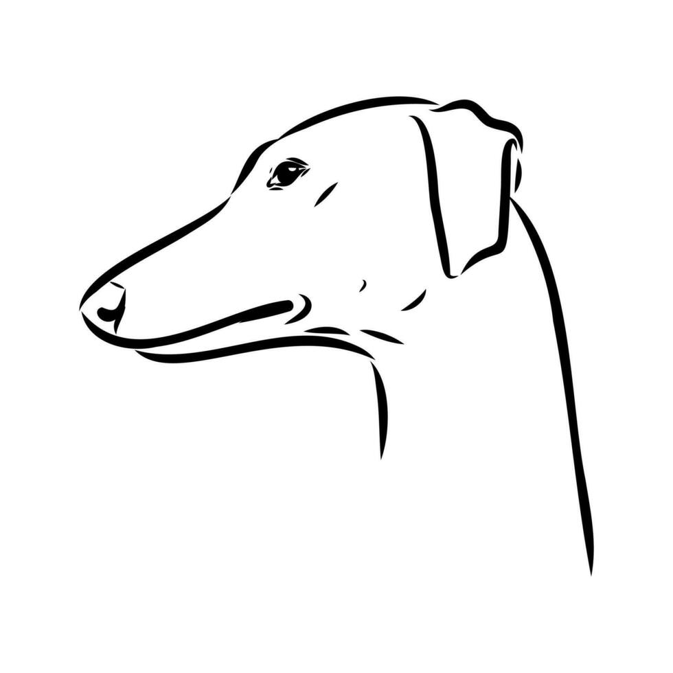 Greyhound azawak vector sketch