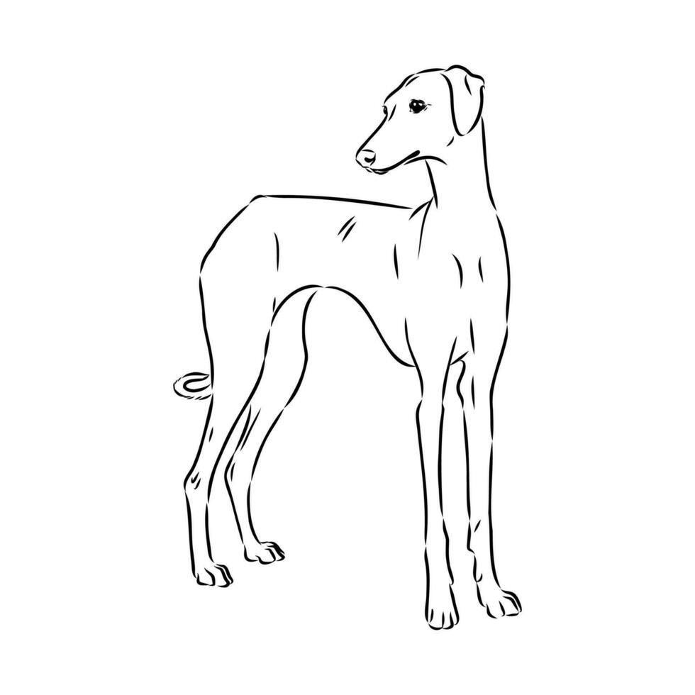 Greyhound azawak vector sketch