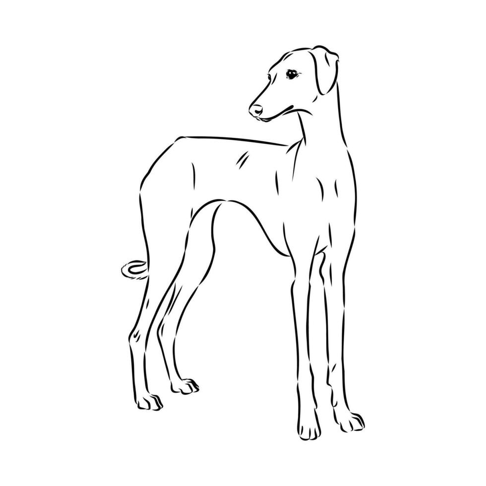 galgo azawak vector bosquejo