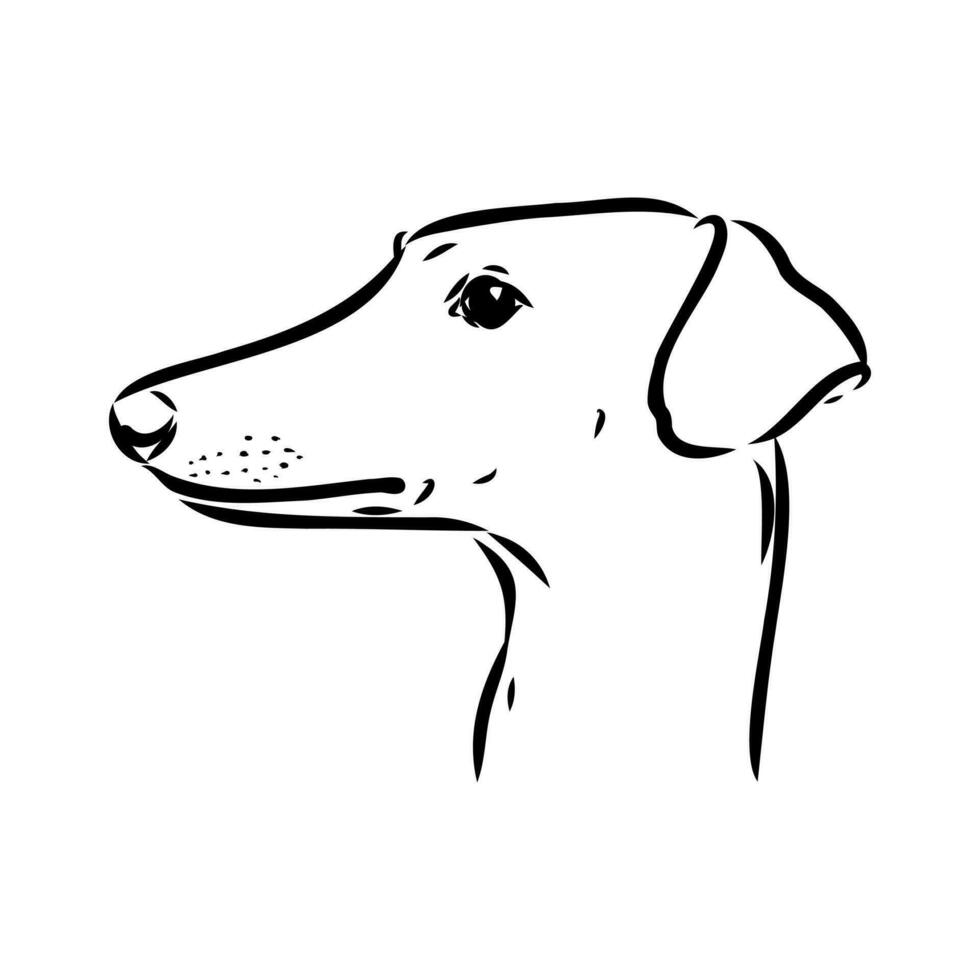 Greyhound azawak vector sketch