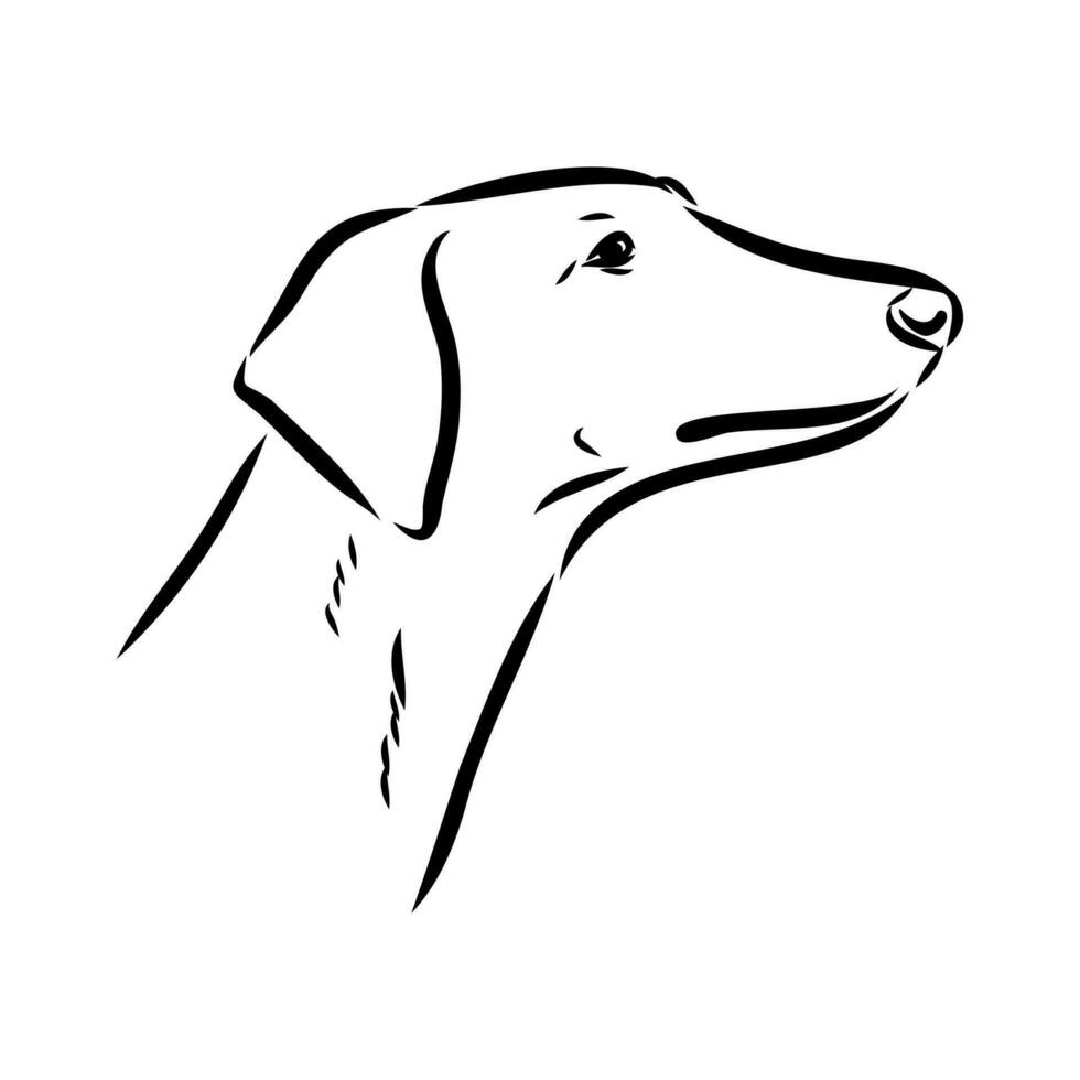 Greyhound azawak vector sketch