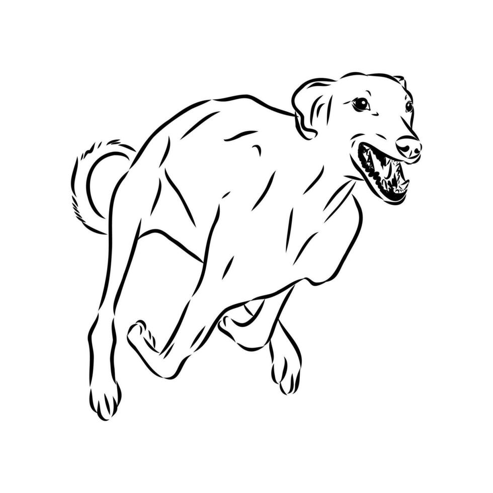 Greyhound azawak vector sketch