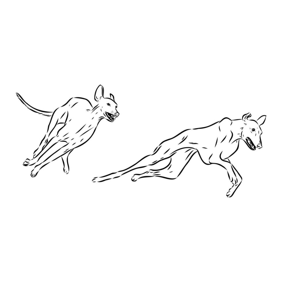 Greyhound azawak vector sketch