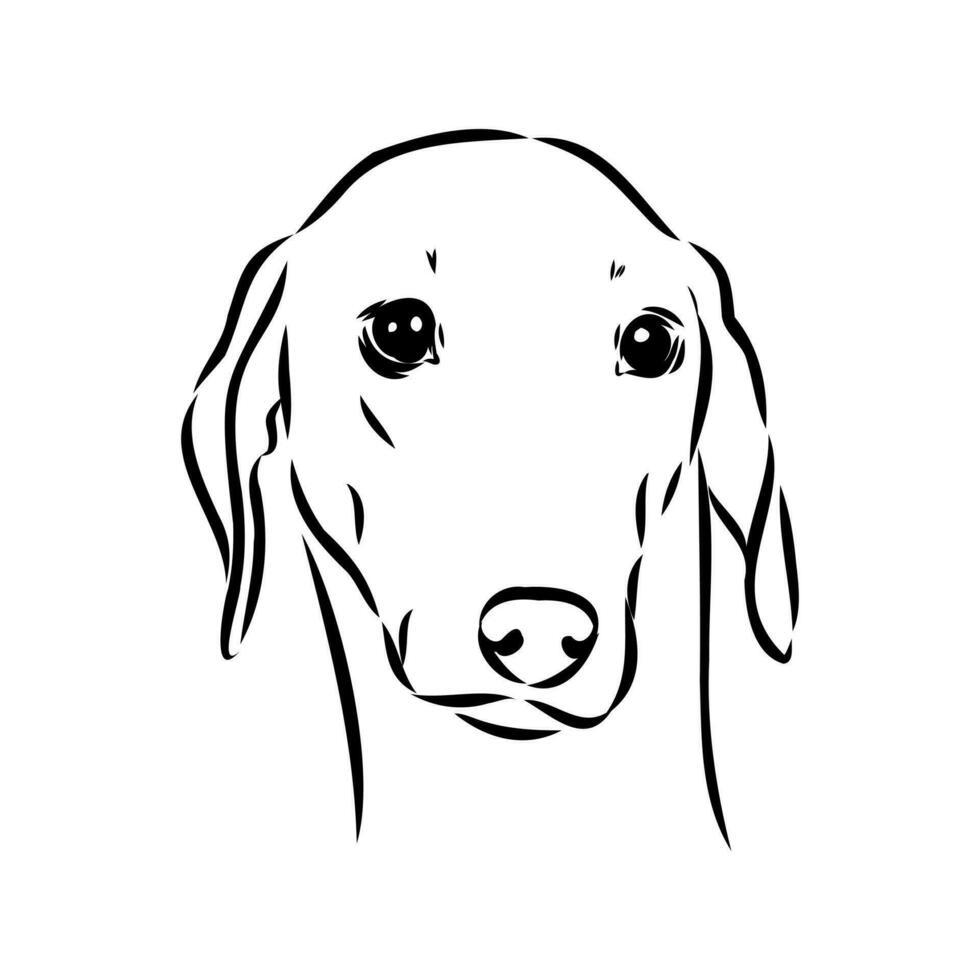 Greyhound azawak vector sketch