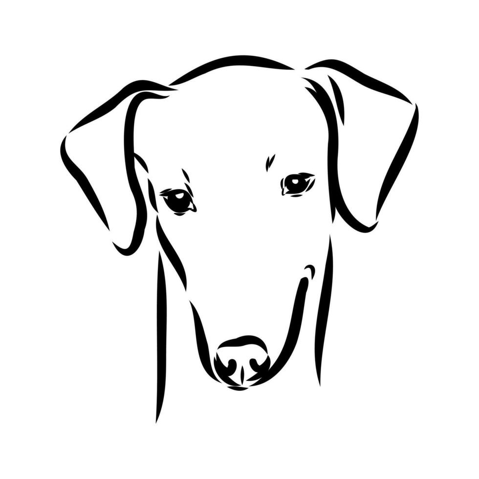 Greyhound azawak vector sketch