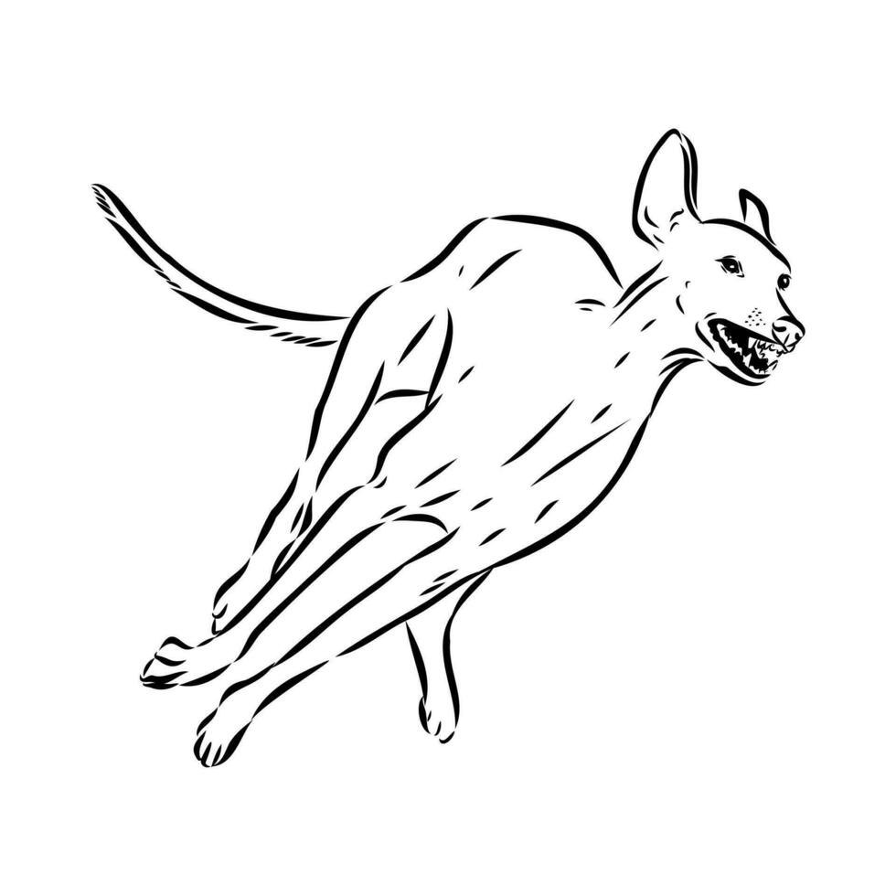 Greyhound azawak vector sketch